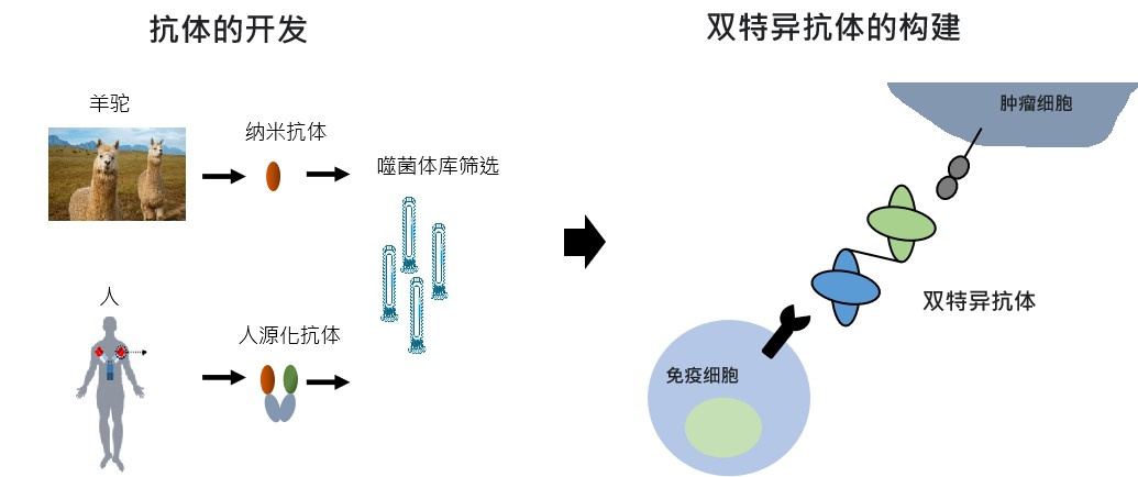 双特异抗体.png